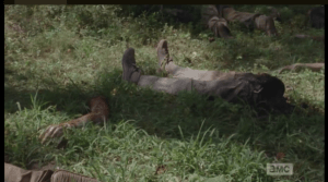 Carnage like we haven't seen yet on TWD...lower torsos, legs intact, which look like they've been sawn clean through...arms, legs scattered throughout.  What, and who, did this? Seems like they'd have to have a large circular blade, like a tree-cutting truck would have. Shirewilt is not the place to stay...but, where can they go?