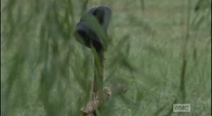 RIP Tyreese <3