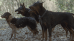 wild dogs