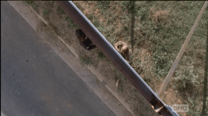 Rick Smash! hears a familiar sound, beyond the wall. He rushes forward, and Rick and a walker on the other side of the wall share a Romeo and Juliet