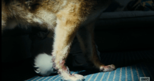 As Nick tries to comfort the whimpering dog, Madison notices blood on the dog's legs...